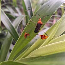 Always finding new creatures