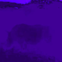 Black rhino caught on stop motion camera