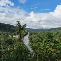 Jungle view 
