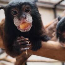 Animal volunteering 