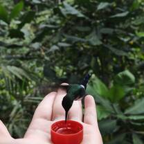 Feeding hummingbird s
