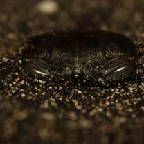 A crab that I found buried in the sand during a night walk at the campground we were at.