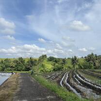 Rice fields in Tabanan 