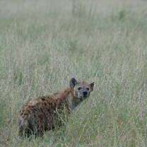 Hyena