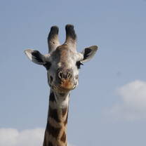 The giraffe stare