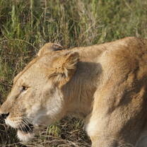 Lioness in the Serengeti