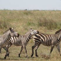 Zebras