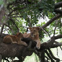 Tree climbing lions