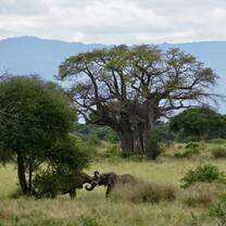 Elephants