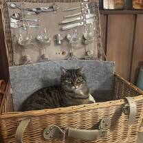 Our cat annexed our picnic basket! (Bavaria, Germany)