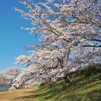 Sakura 