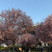 Park in Vinohrady during the spring!