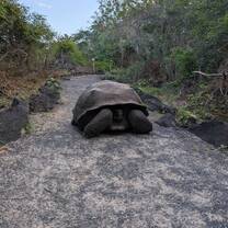 Unique endangered wildlife
