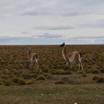 Guanacos (like a Patagonian llama/alpaca)