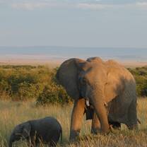 Elephants