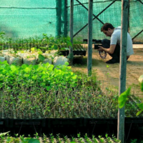 Intern photographing seedlings in a greenhouse