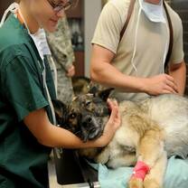 Veterinary Internship Abroad Jamaica
