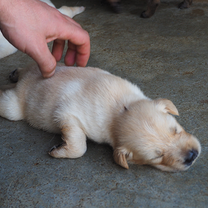 Animal Welfare Internship Thailand