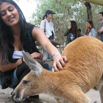 Internships in Australia 