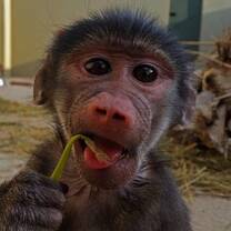 Baby baboon volunteering at C.A.R.E.