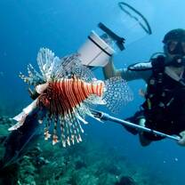 Lionfish spearing