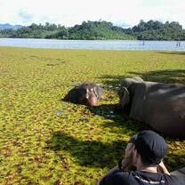 Bathing the elephants