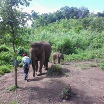Meeting the elephants