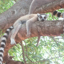 A lemur lounging on a tree branch 