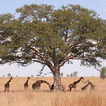 Tanzania