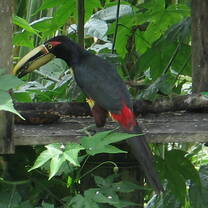 Sachatambia toucan