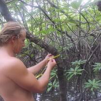 mangrove survey