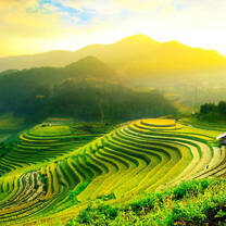 Rice fields Bali