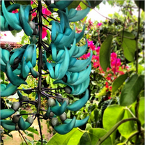 Beautiful Costa Rican colors