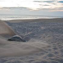 Volunteers For Peace - sea turtle protection in Mexico