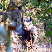 Black Rhino Conservation & Monitoring