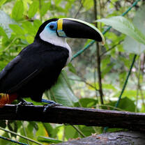 Amazon Animal Rescue Ecuador