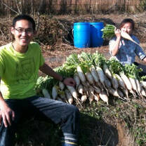 Volunteers For Peace volunteers work on an agricultural project in Japan