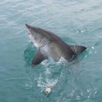 Great White Shark South Africa
