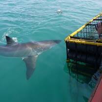 Great White Shark Cage Diving