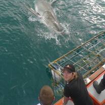 Cage Diving with Great White Sharks