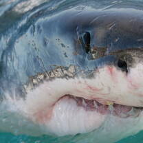 Great White Shark