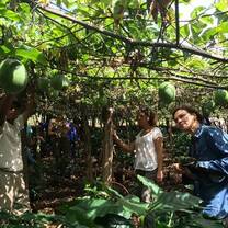 Volunteers harvest passion fruit on a local plantation