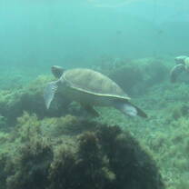 Green sea turtle swimming in Kefalonia