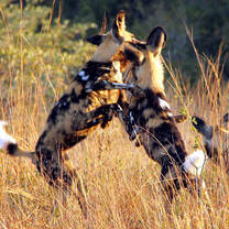 African Wild Dog Conservation