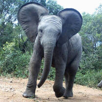 Camera Trap Moments 