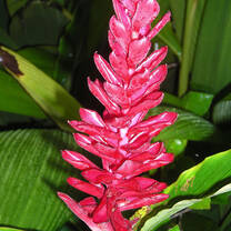Selva Verde