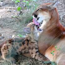 Our Puma Shakira with her new born baby.