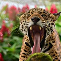 Our resident male Jaguar Precioso