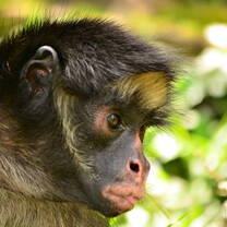 Chuba the Spider Monkey