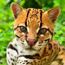One of our our 2 male Ocelots